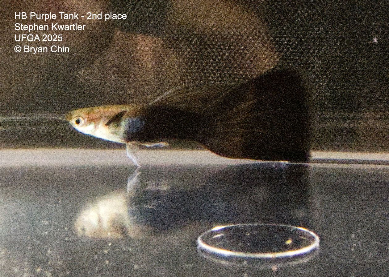 Guppy HB Purple